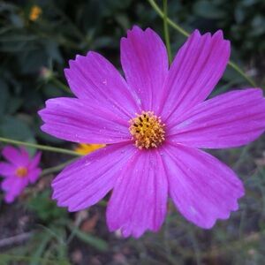 Meet your Posher, Alison